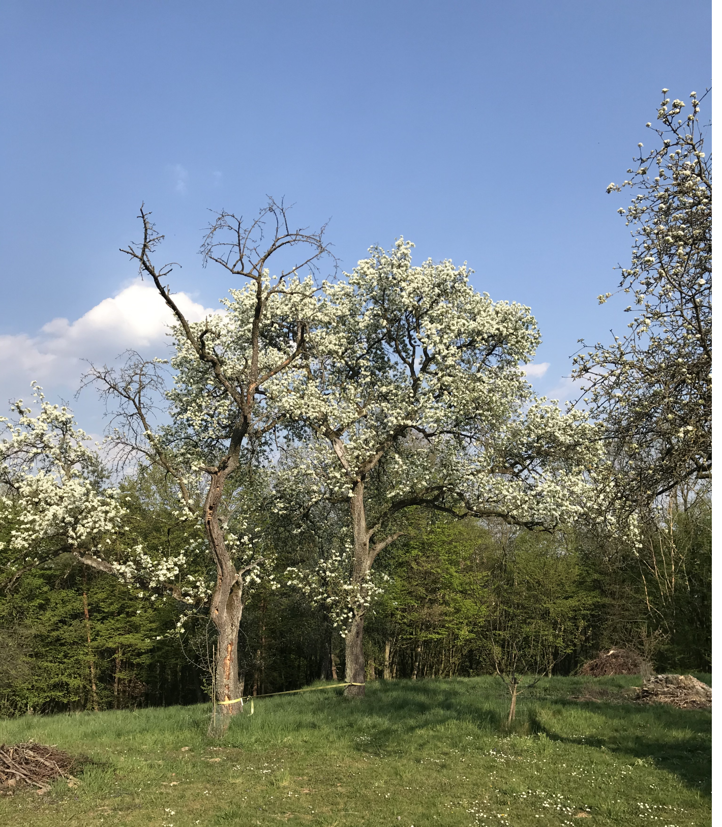 Garten mit blühendem Birnbaum